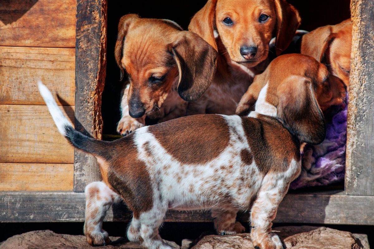 do dog kennels need to be insulated