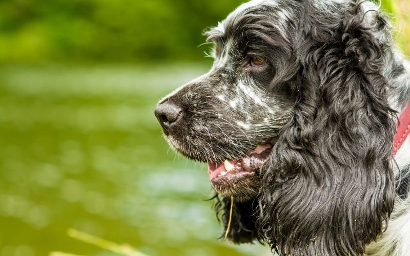 What is a blue roan Cocker spaniel?