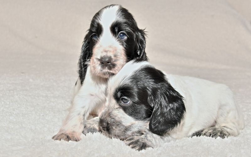 What is a blue roan Cocker spaniel?