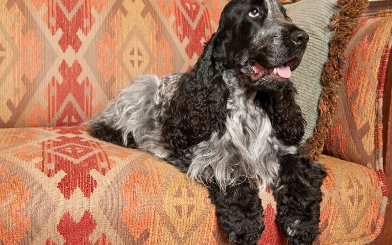 What is a blue roan Cocker spaniel?