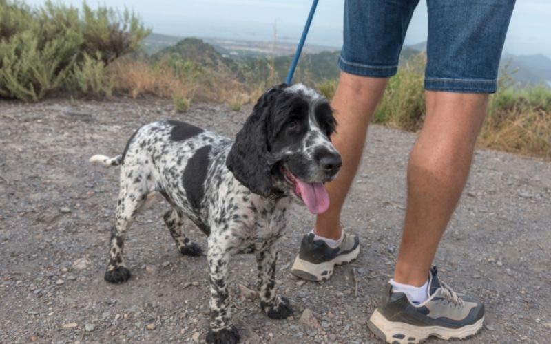 What is a blue roan Cocker spaniel?