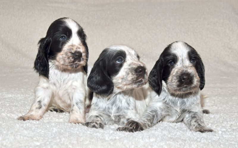 What is a blue roan Cocker spaniel?