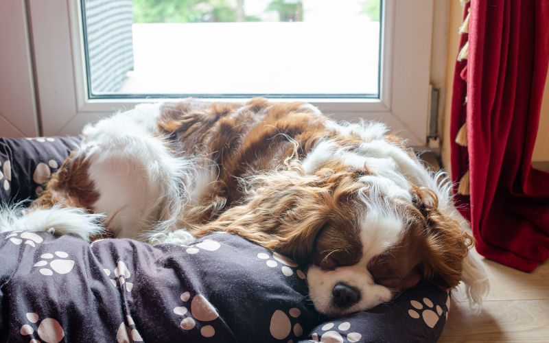 how long do Cavalier king charles spaniels sleep