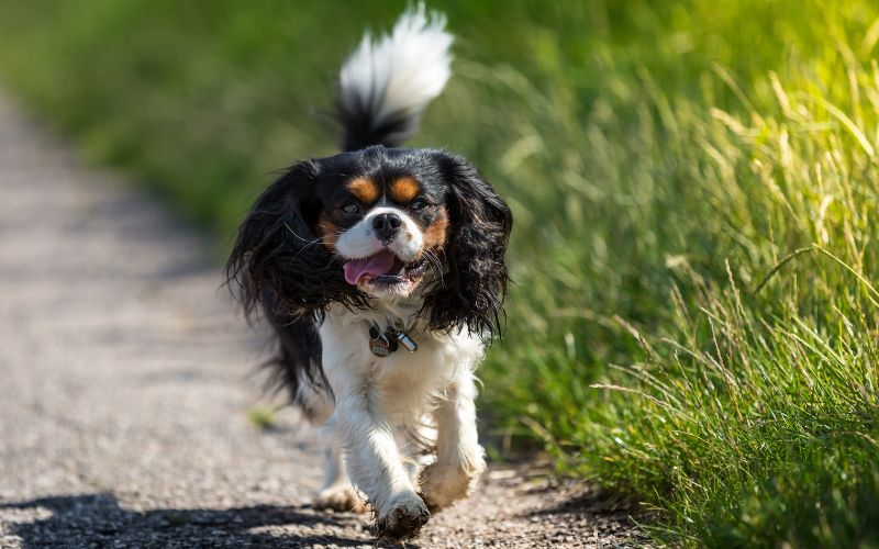 When does a Cavalier King Charles spaniel calm down? 3 when does a cavalier king charles spaniel calm down