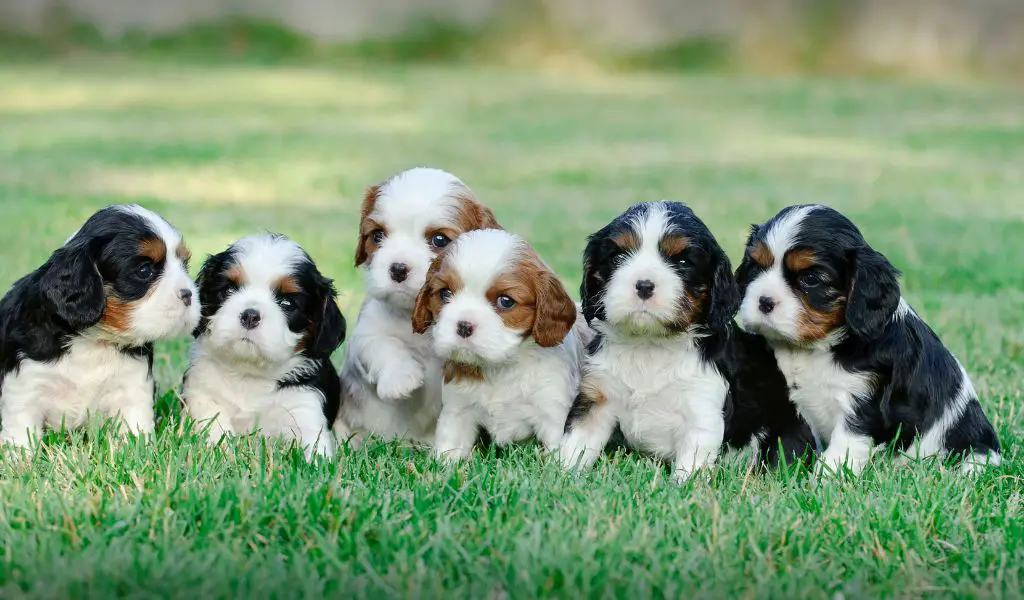 How many puppies can a Cavalier King Charles spaniel have?