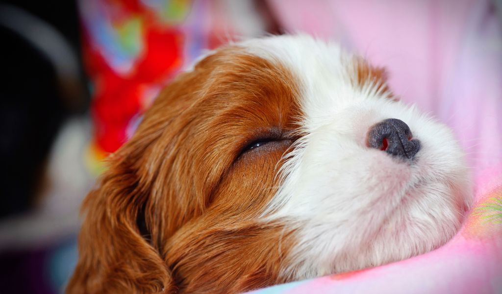 How many puppies can a Cavalier King Charles spaniel have?