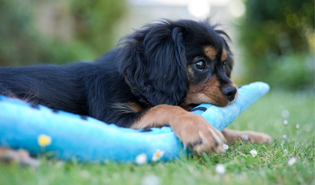 when do cavalier king charles spaniels calm down