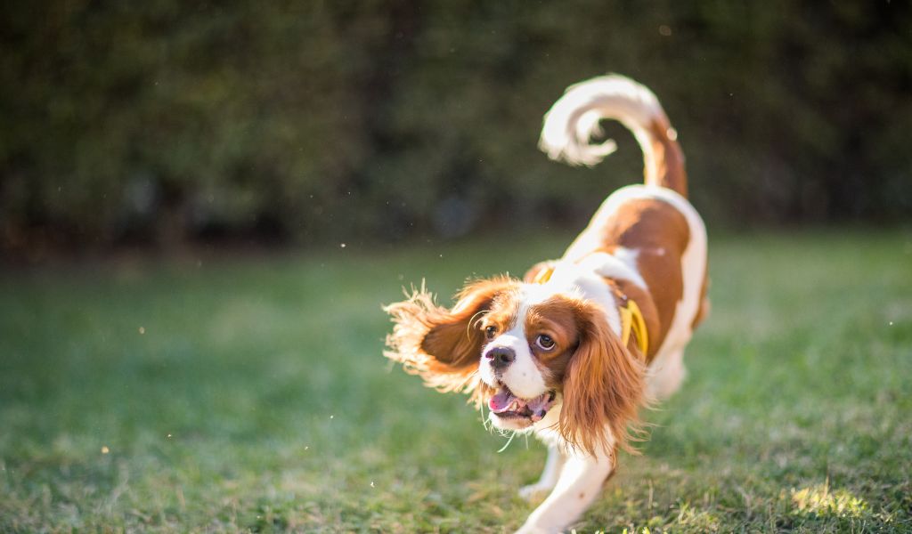 When does a Cavalier King Charles spaniel calm down?