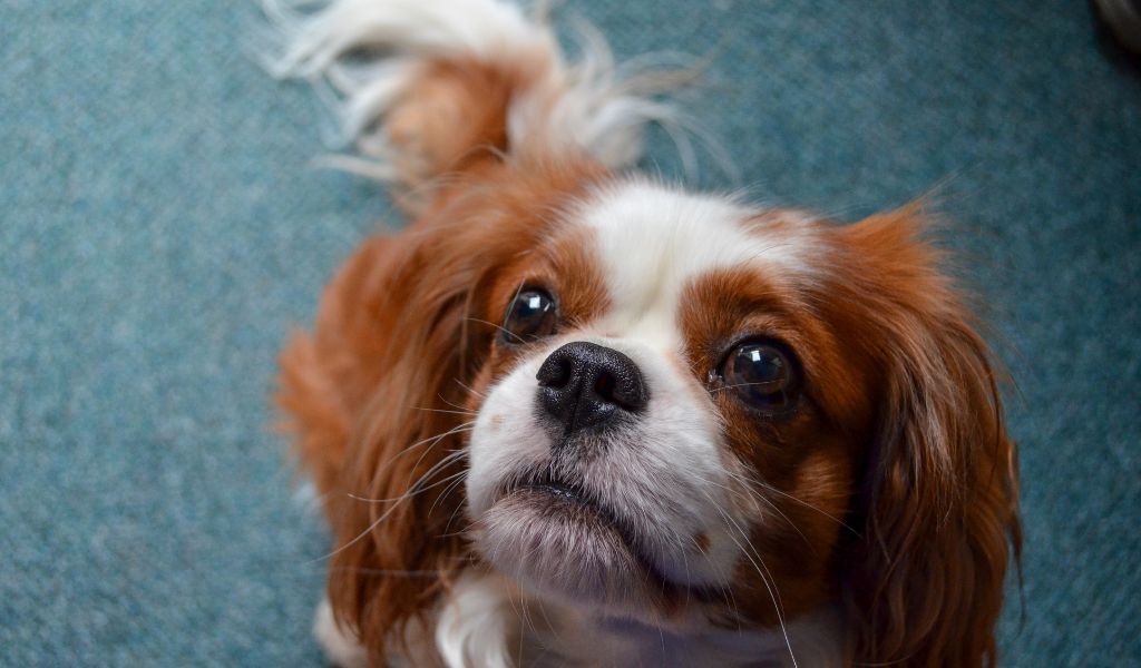 How much exercise does a Cavalier King Charles spaniel need?