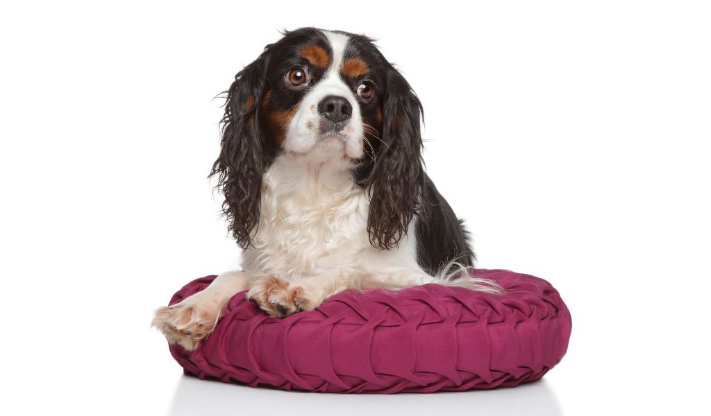 How long do Cavalier King Charles spaniels sleep?