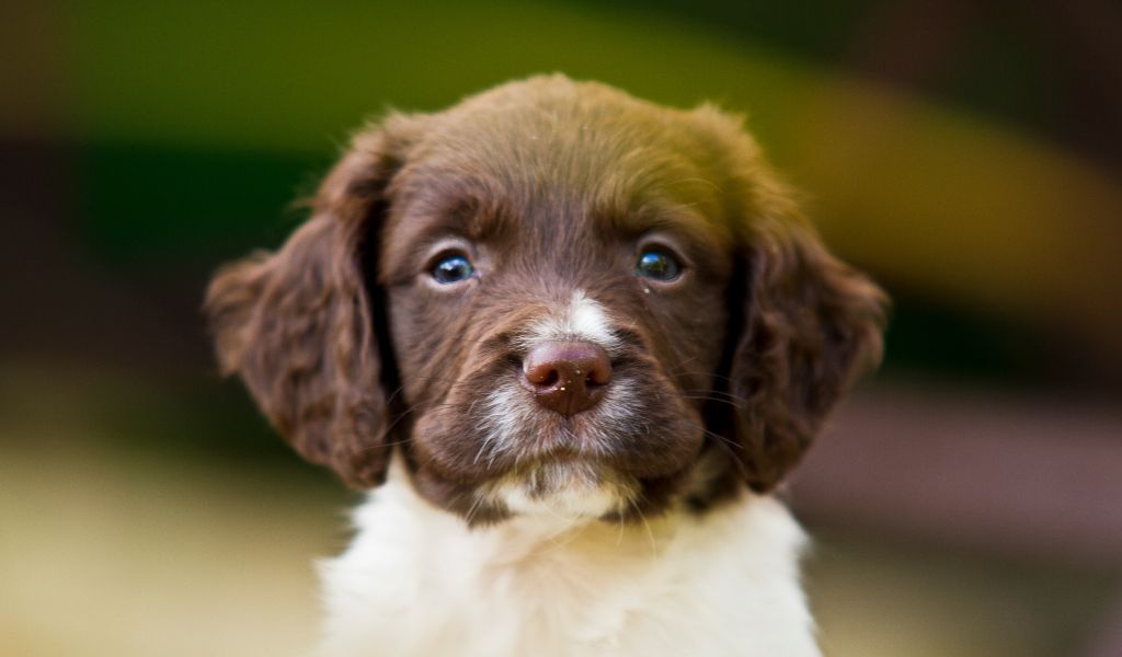 How Old is a Springer Spaniel When Fully Grown? A Comprehensive Guide