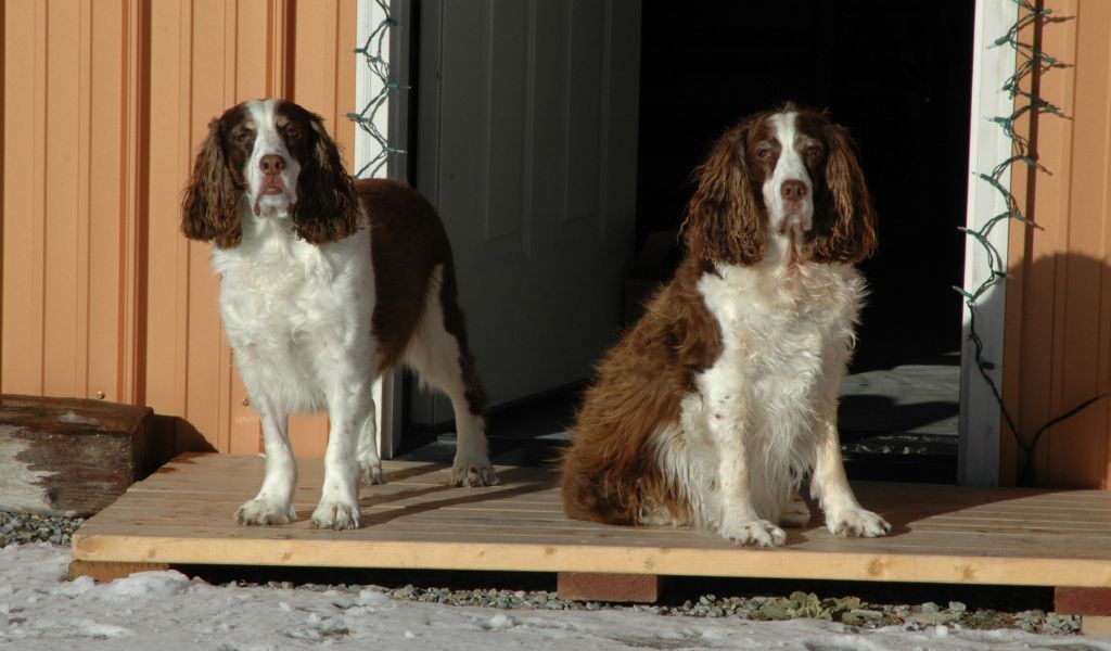 How Old is a Springer Spaniel When Fully Grown? A Comprehensive Guide