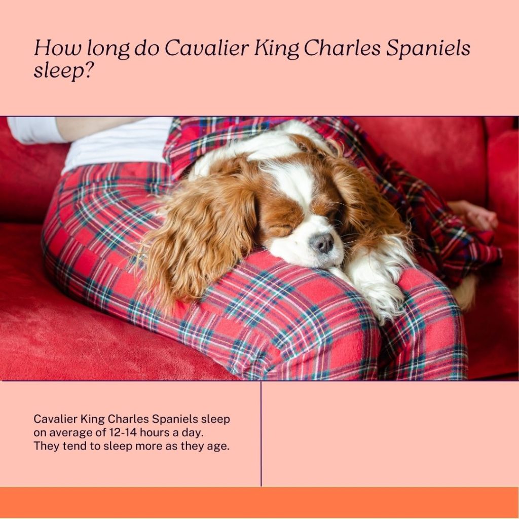 cavalier king charles spaniel sleeping in his bed