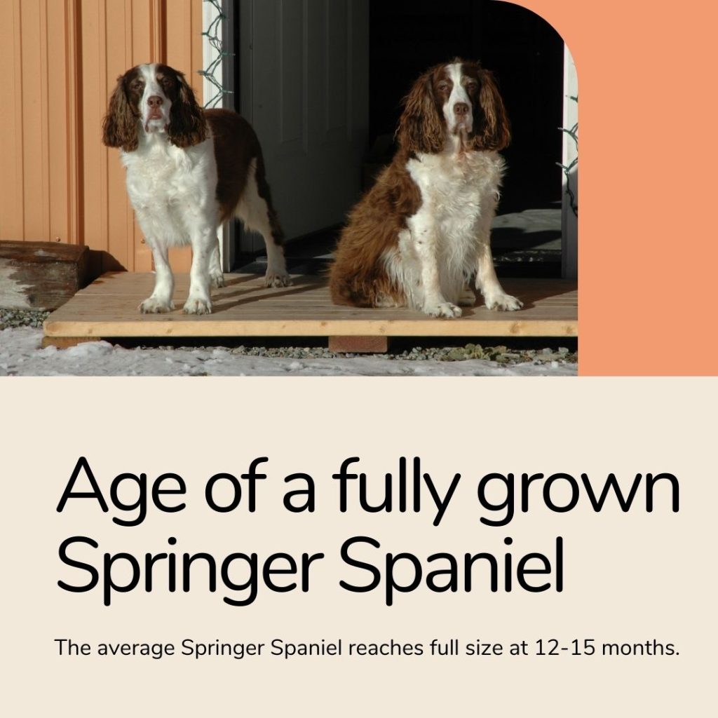 info graphic showing the age at which a springer spaniel is fully grown