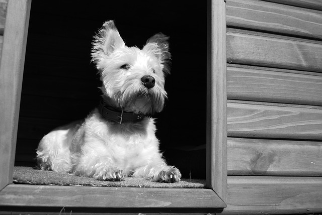 Do dog kennels need to be insulated? 8 Do dog kennels need to be insulated?