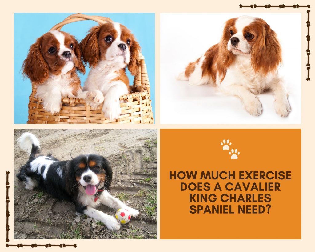 how much exercise does a cavalier king charles spaniel need