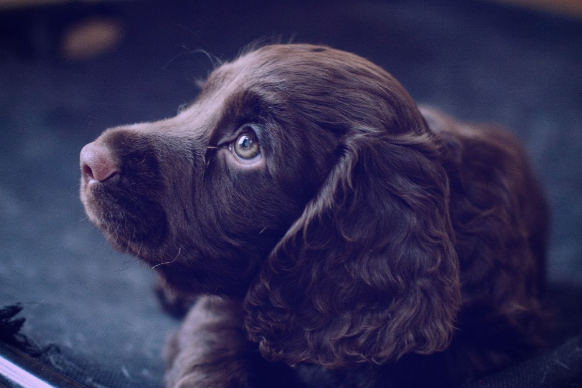 When can you bathe a Cocker spaniel puppy?