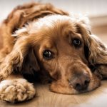 how long can a cocker spaniel be left alone