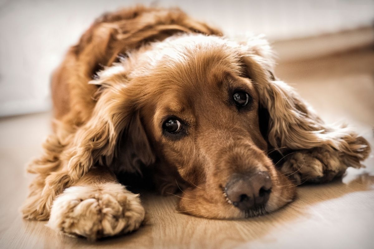 how long can a cocker spaniel be left alone