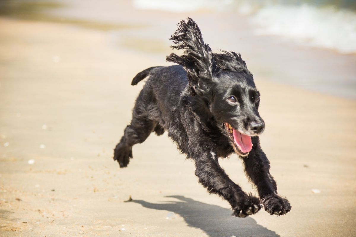 can you run with a cocker spaniel