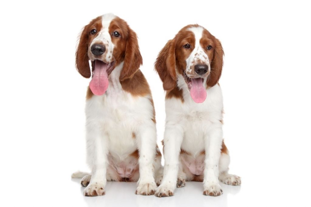 Top tips for finding a good dog breeder Easy Spaniel Training