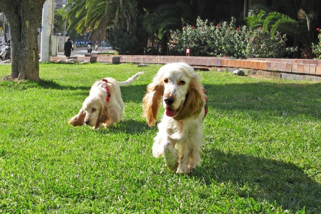 How to introduce a puppy to an older dog 8 how to introduce a puppy to an older dog