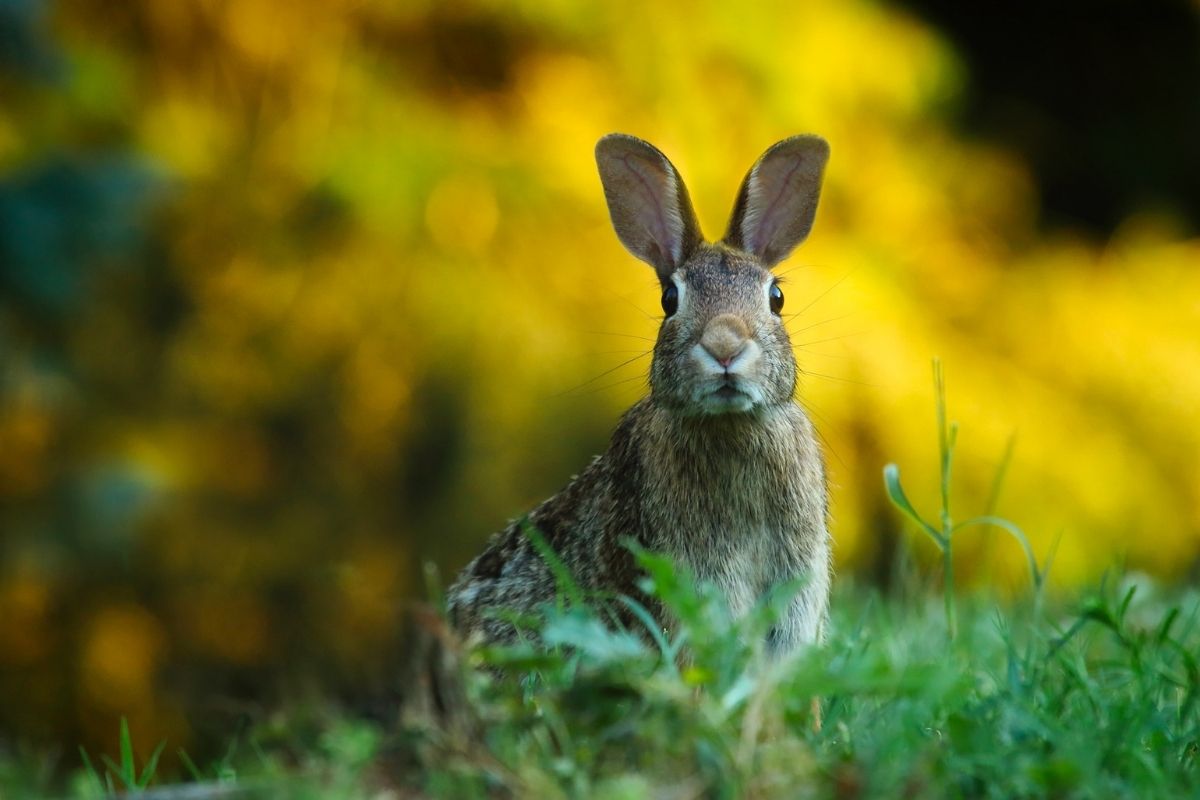 Can Cocker spaniels live with rabbits?