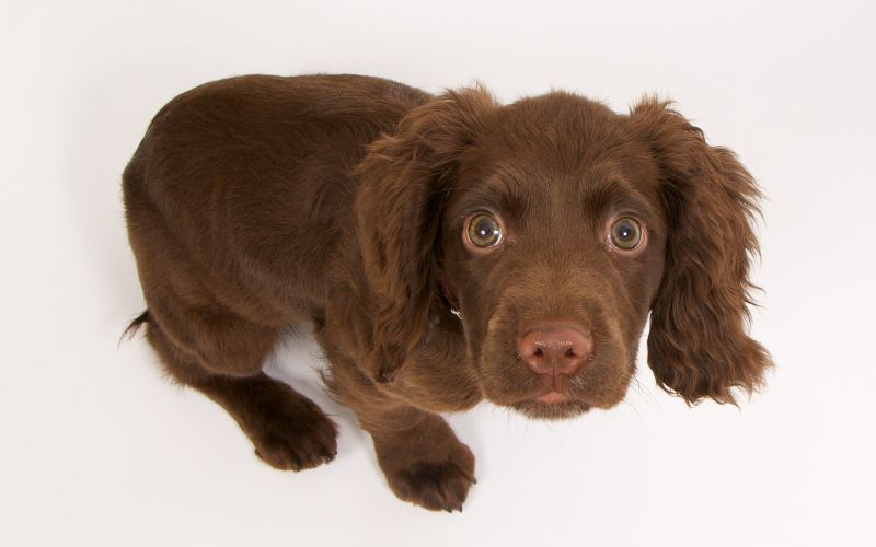 How to help your dog with separation anxiety. 10 easy steps. 8 How to help your dog with separation anxiety. 10 easy steps.