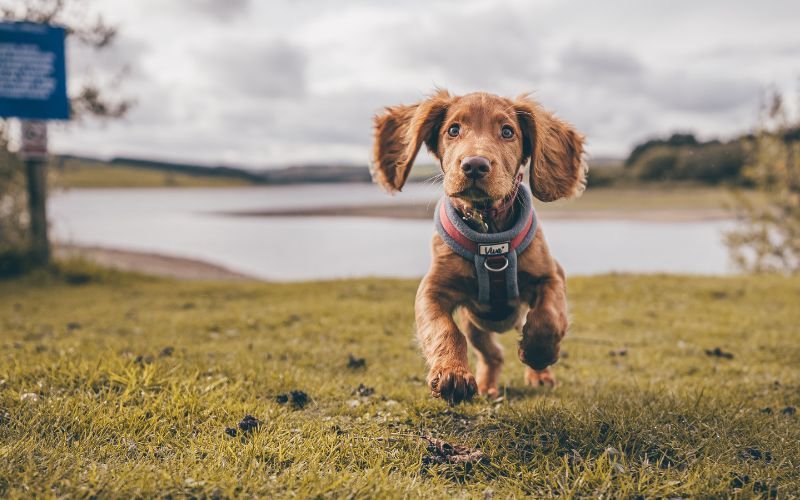 Can you run with a Cocker spaniel?