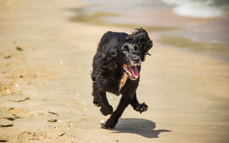 Can you run with a Cocker spaniel?