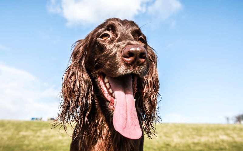 How long can a Cocker spaniel be left alone?