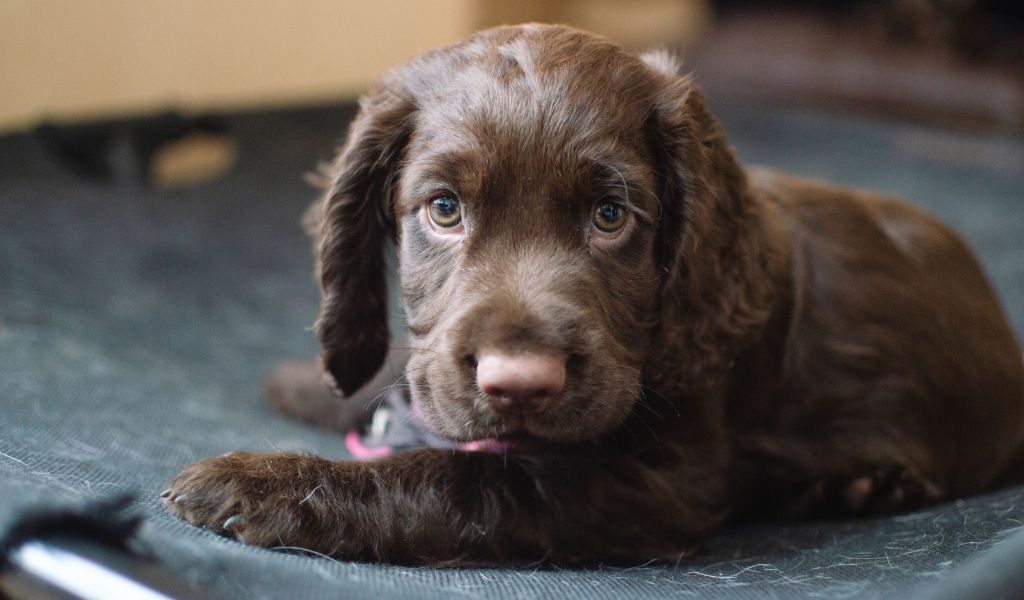 when can you bathe a cocker spaniel puppy