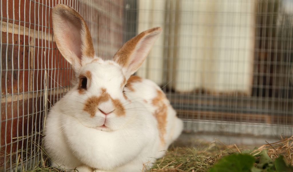 can a cocker spaniel live with rabbits