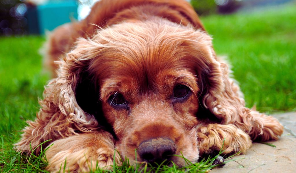 cocker spaniels enjoy company