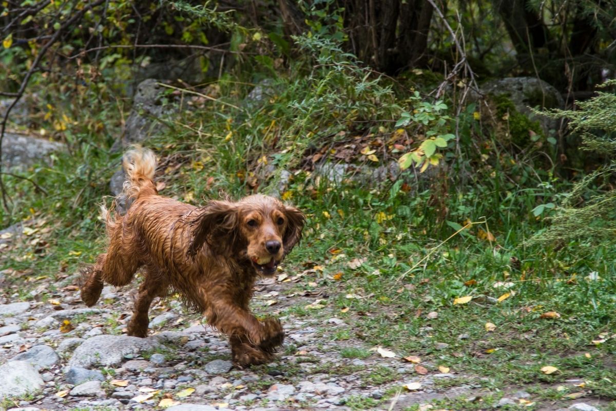 how should a working cocker spaniel hunt
