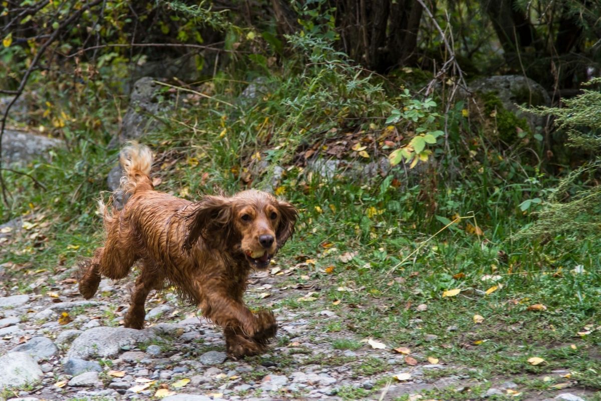 How should a working Cocker spaniel hunt the ground?