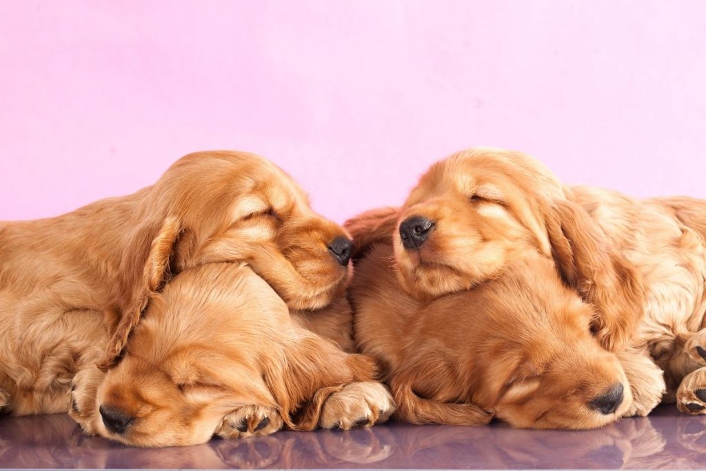 How to tire out a puppy before vaccinations 8 how to tire out a puppy before vaccinations