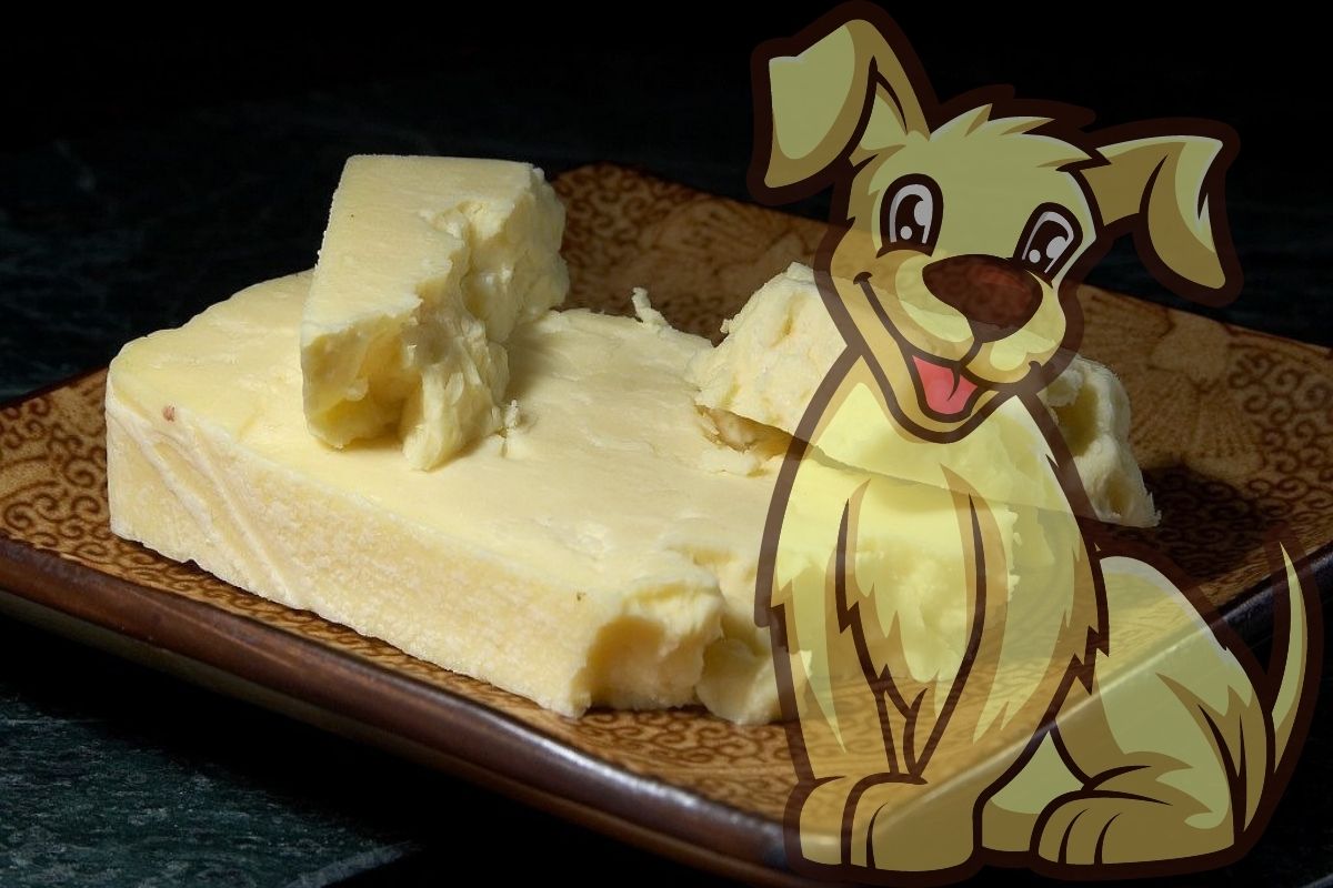 Can dogs eat Wensleydale cheese?