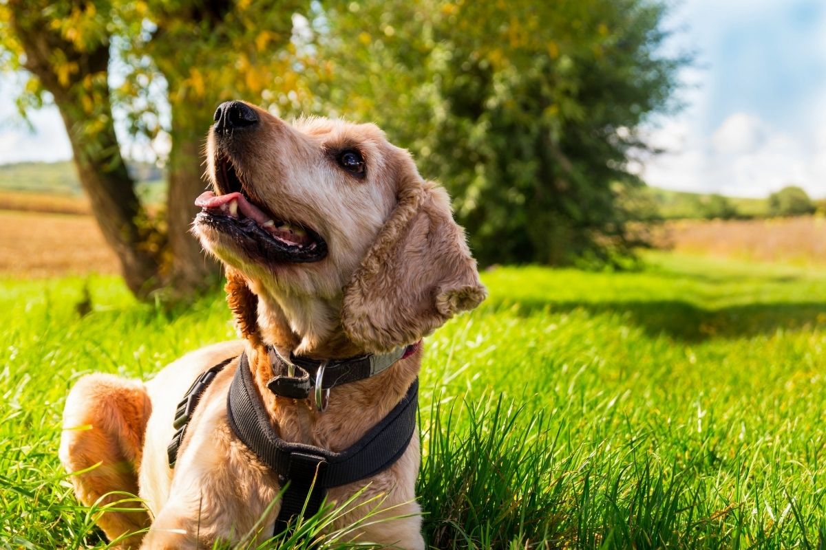 How to train a Cocker spaniel to walk to heel