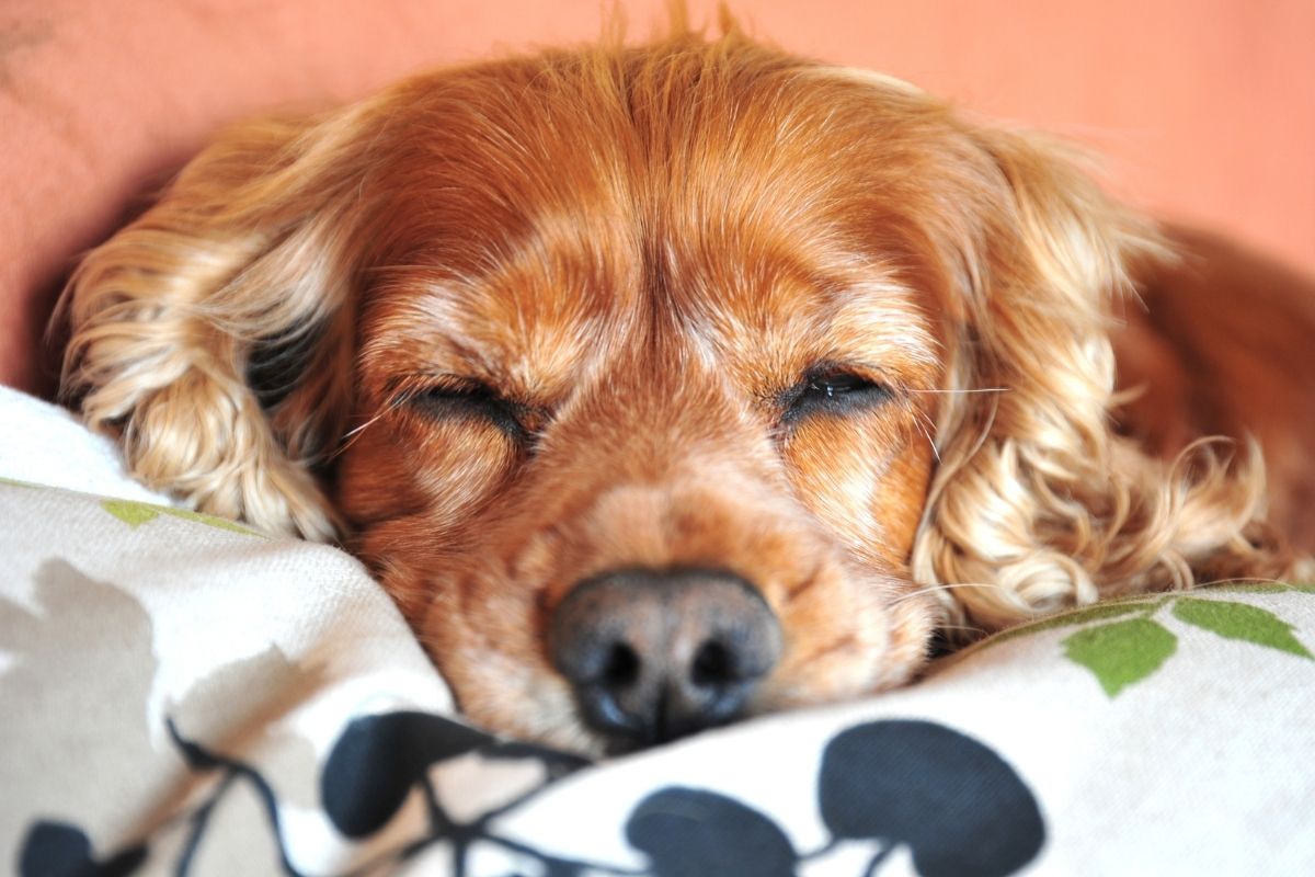 When does a Cocker spaniel come into season?