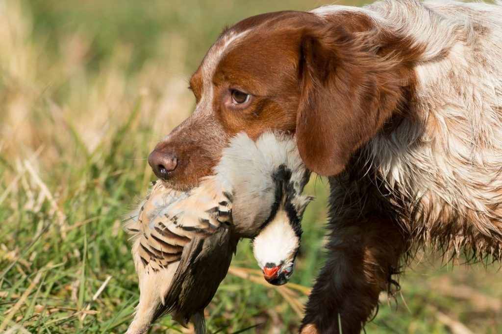 why would you get a working spaniel