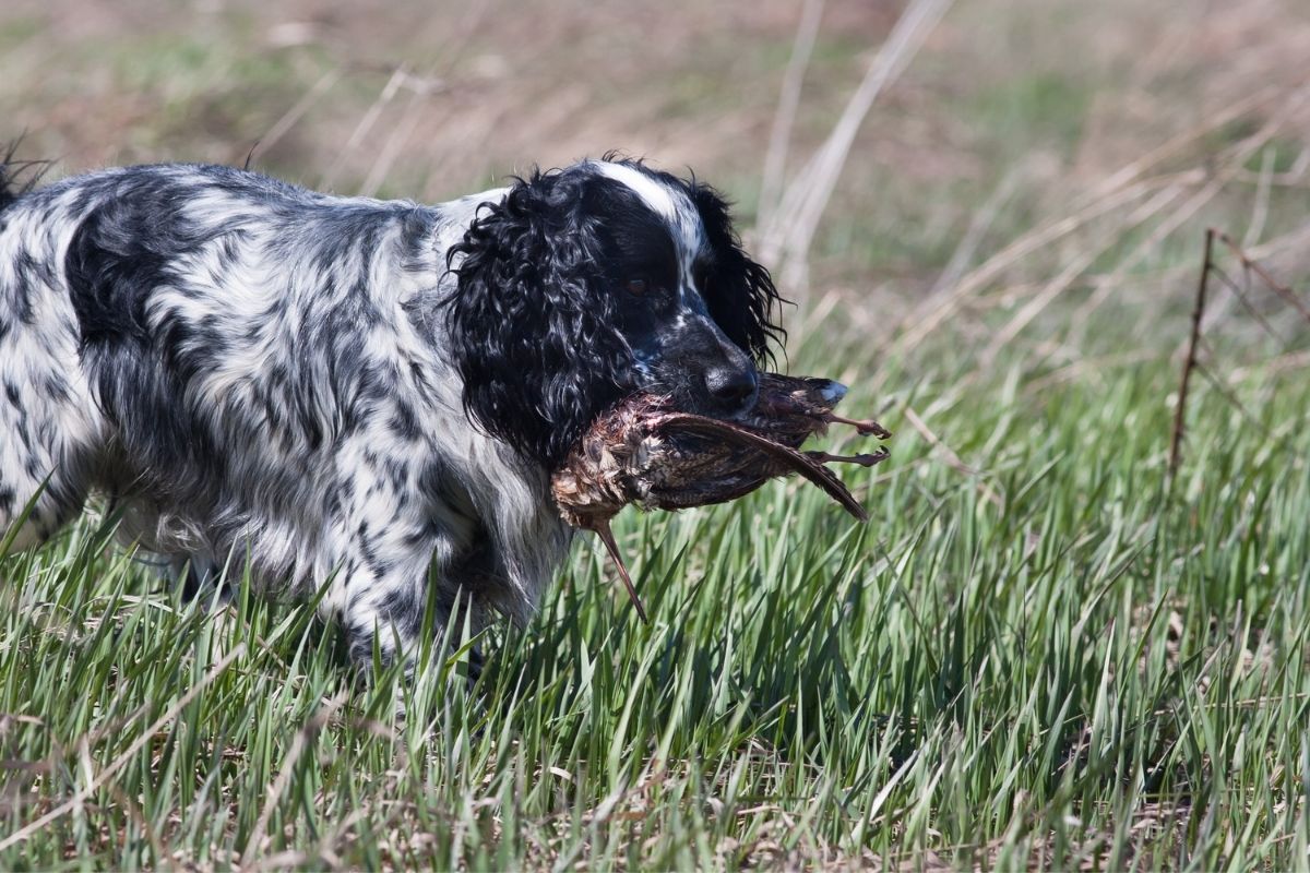 Why would you get a working spaniel?