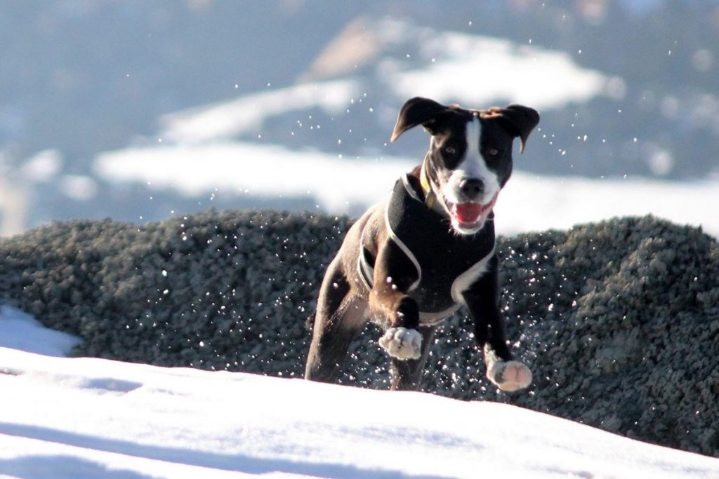 do dogs like snow