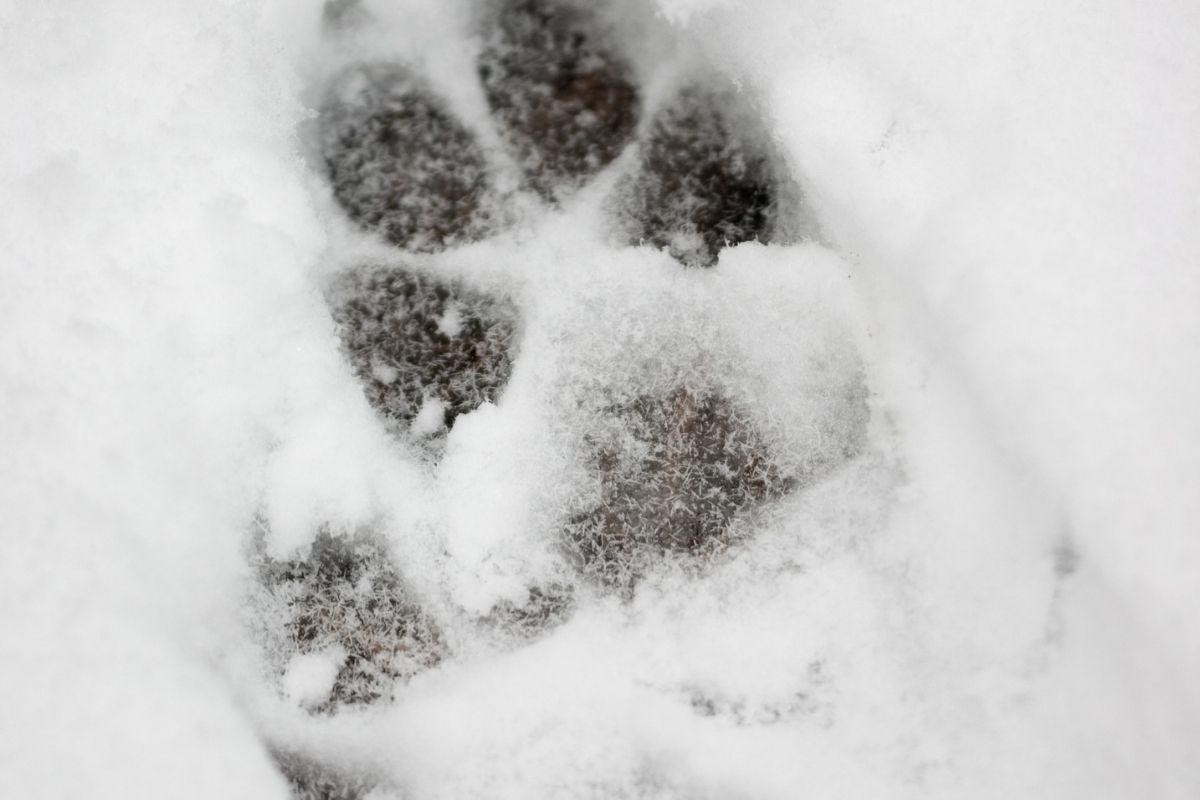 Do dogs like snow?