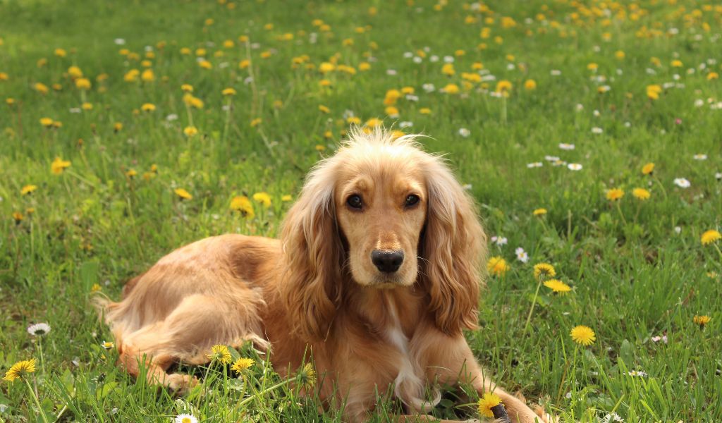 When does a Cocker spaniel come into season?