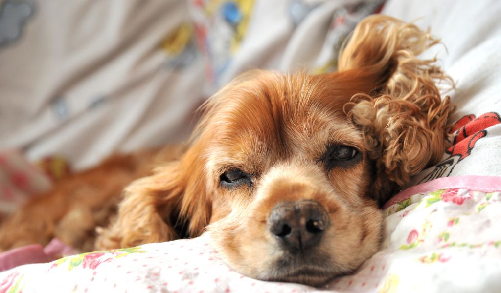 When does a Cocker spaniel come into season?