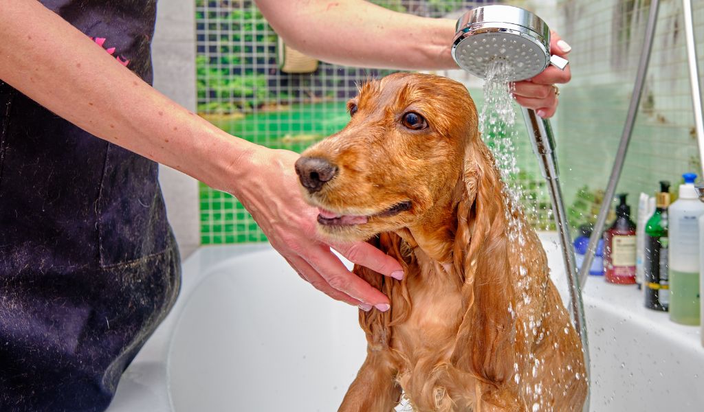 When does a Cocker spaniel come into season?