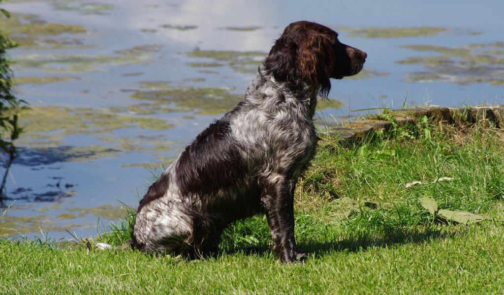 Why would you get a working spaniel?
