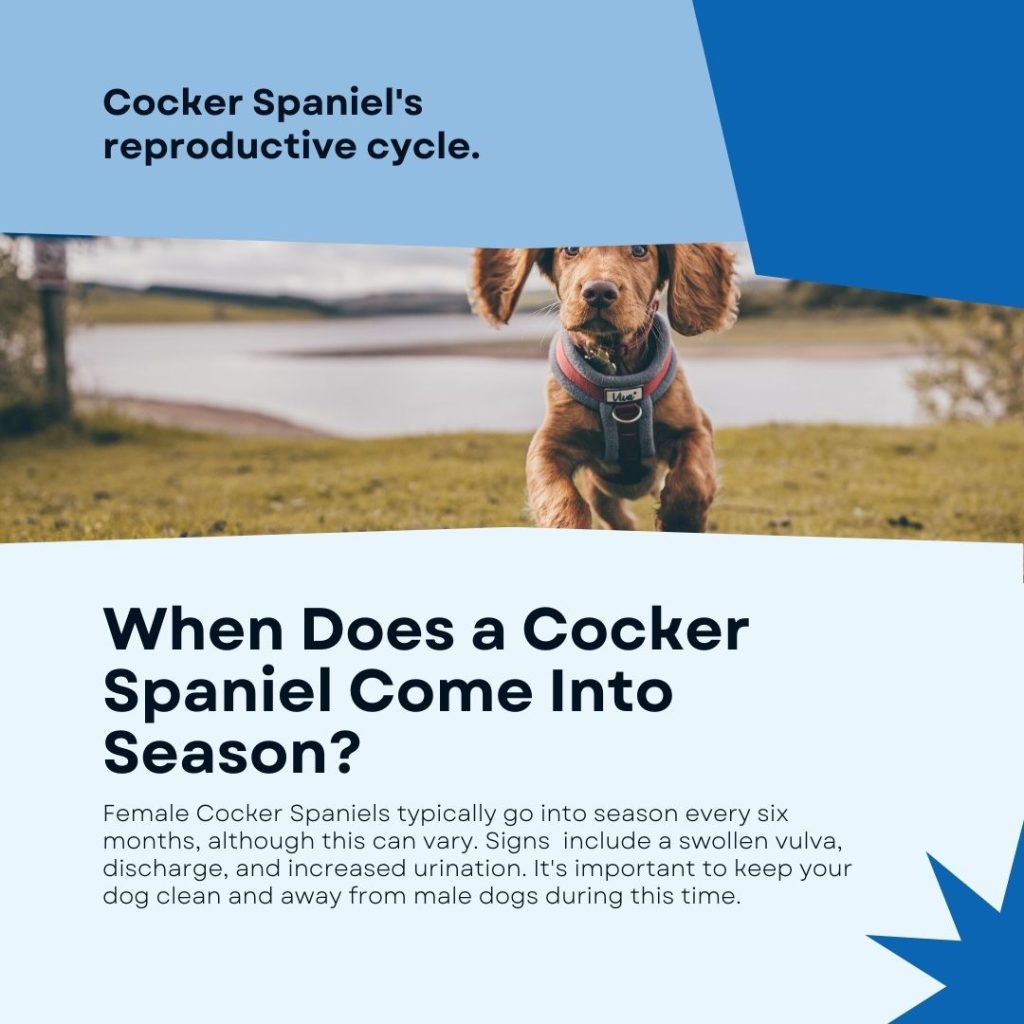 When Does a Cocker Spaniel Come Into Season