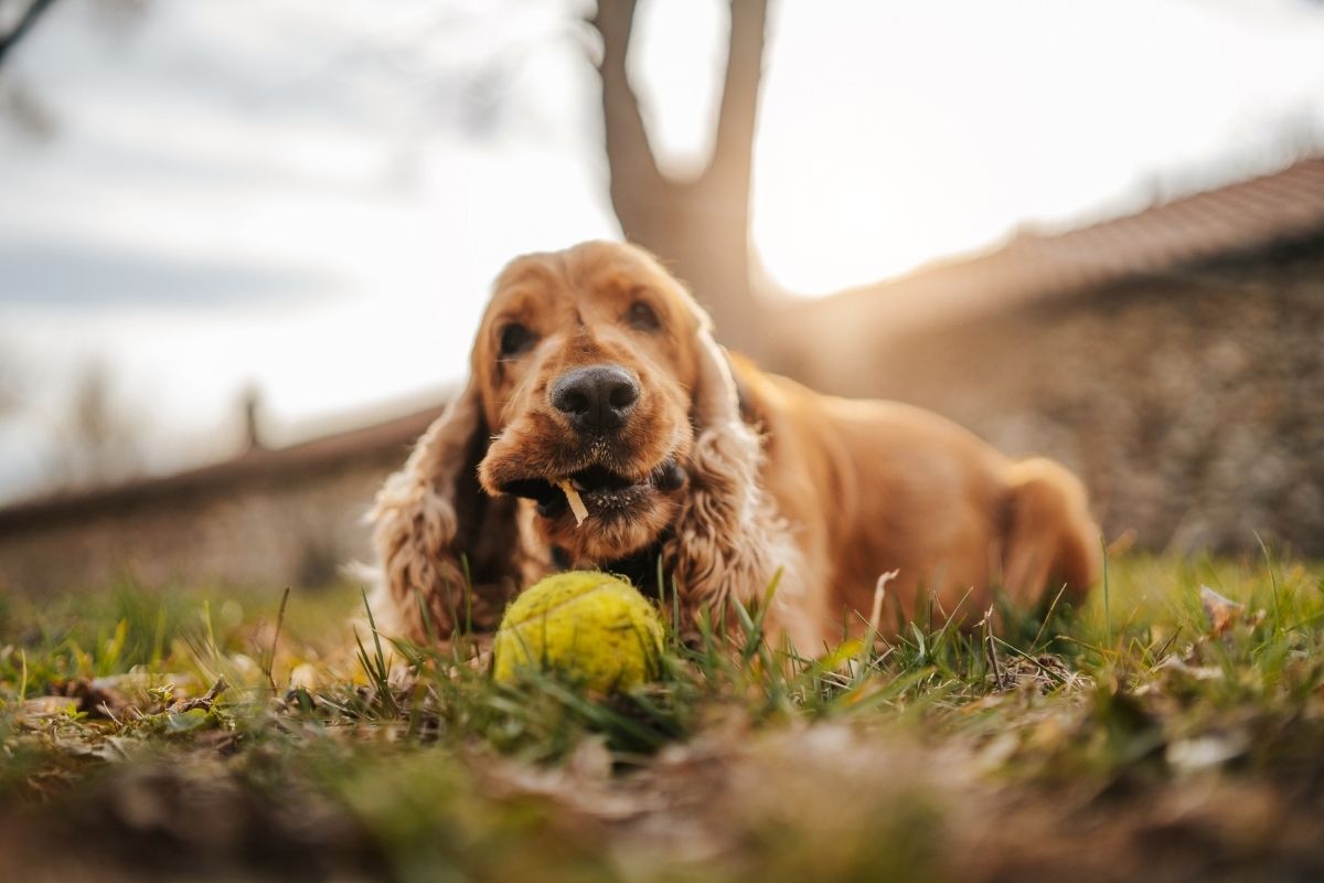 can cocker spaniels be aggressive